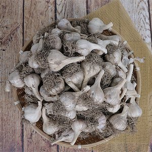 촌아저씨 [산지직송] 의성토종 마늘 1kg내외 (반접/중/45-55개)