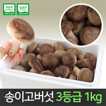  [산지직송] 송이고버섯 3등급 1kg /당일수확