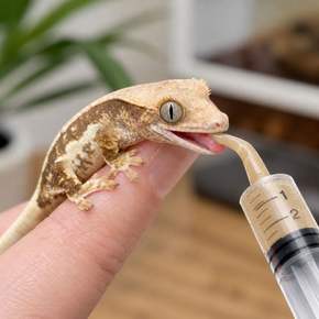 파충류 먹이 급여용 무침 주사기 12ml 크레 도마뱀 이유식 급여기