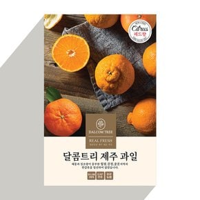 [산지직송] 고당도 레드향 3kg (10-15과)