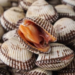 벌교 새꼬막 중 (100미 내외) 1kg