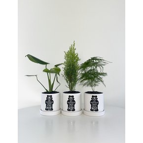 몬스테라 파워플랜트 x 인탠저블 베어팟 (10 plants & intangible bear pot)