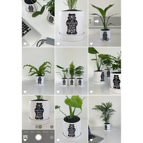 몬스테라 파워플랜트 x 인탠저블 베어팟 (10 plants & intangible bear pot)