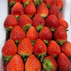  황금열매 새콤달콤 맛있는 설향딸기 1kg(중과)