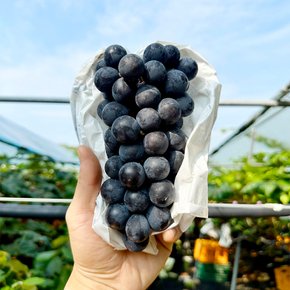 국내산 고당도 캠벨포도 1.5kg