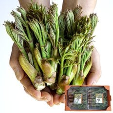 베리세상 [4월 10일이후 순차출고][베리세상] 고창 자연산 참두릅(산두릅) 원순 특대품 1kg