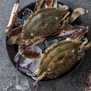 26년 서해안 햇 숫꽃게 중소 3kg (9-15미)
