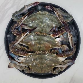 26년 서해안 햇 숫꽃게 중소 3kg (9-15미)