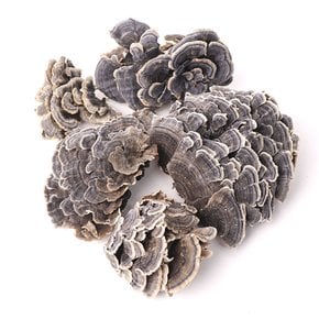 자연산 국산 운지버섯 구름버섯 500g