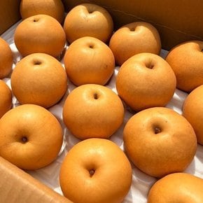 가정용 햇 화산배 5kg내외(10-14과)