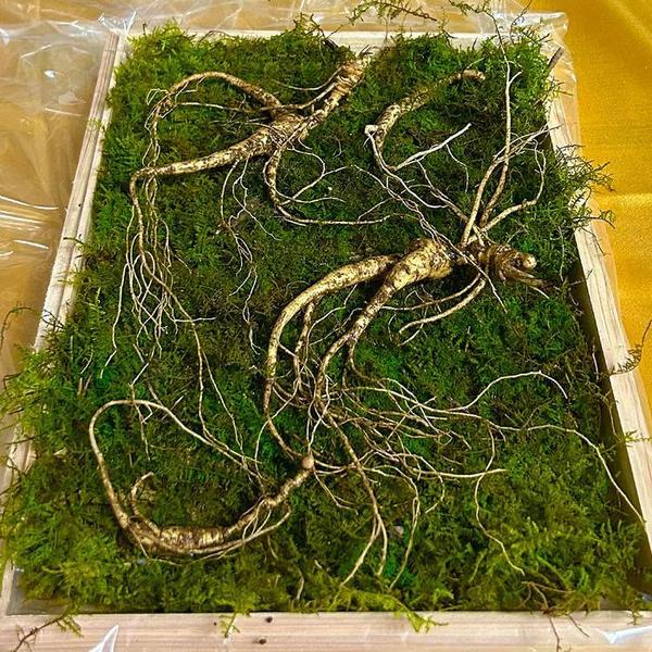 20년근 횡성 산양삼 선물세트 10뿌리+ 파지삼 5뿌리 + 즙1포+보자기 강원도 산양 (S41236243)