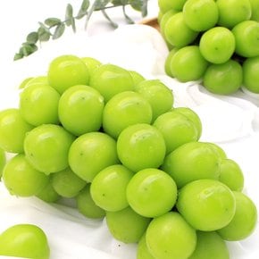자연농장 실속 샤인머스켓 2-3수 1kg내외 망고포도(1수당 350g-550g내외)