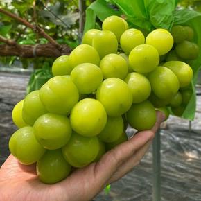 자연농장 실속 샤인머스켓 2-3수 1kg내외 망고포도(1수당 350g-550g내외)
