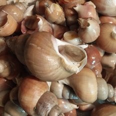  요리하는 아들 알맹이가 커 쫄깃졸깃한 자연산 생물 백고동 1kg