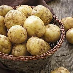 국내산 포슬포슬 햇 수미감자 10kg 대(90-130g 내외)