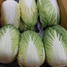  해남 알배기 배추 알배추 중 /10-12포기