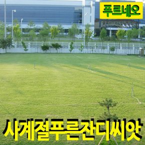 푸르네오 사계절 푸른 잔디씨 잔디씨앗 10평용/축구장 및 족구장/황토용