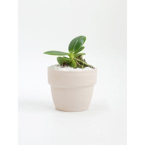 대엽풍란 (Sedirea japonica) 키우기 쉬운 책상위의 미니 반려식물