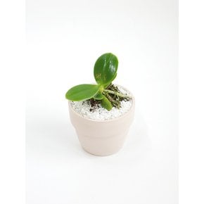대엽풍란 (Sedirea japonica) 키우기 쉬운 책상위의 미니 반려식물