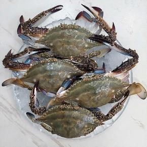 26년 서해안 햇 숫꽃게 중소 2kg (6-10미)