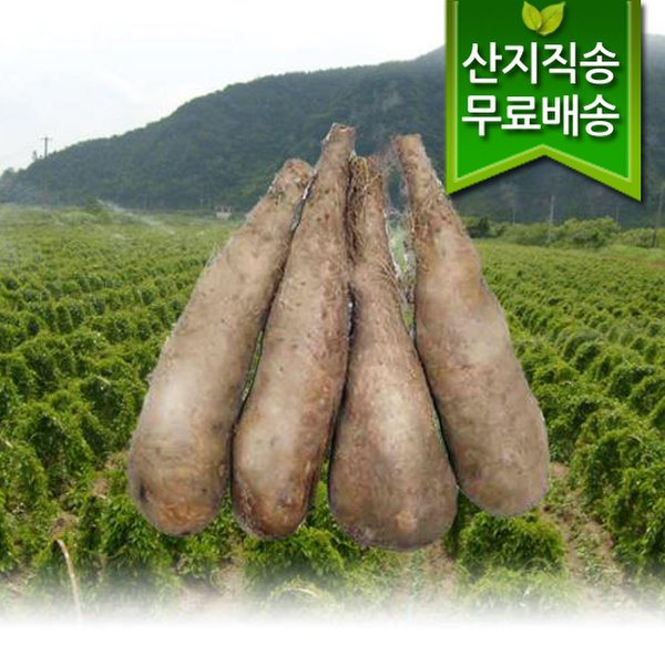 진주 단마(산마) 상품 5kg - SSG.COM