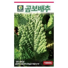 곰보배추씨앗 1000립 GE