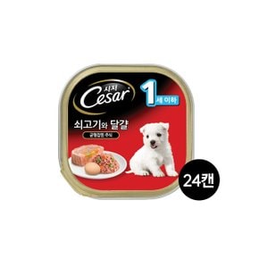 강아지캔 1세이하 쇠고기와 달걀 100G 24캔