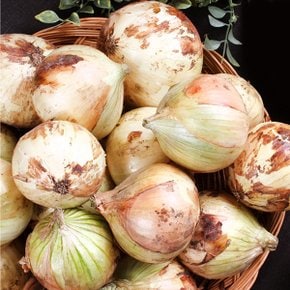 [뜰안애] 보석 양파 3kg(특/대 혼합)