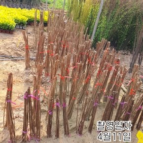 배롱나무 백일홍나무 묘목 (핑크벨로) 삽목2년특묘