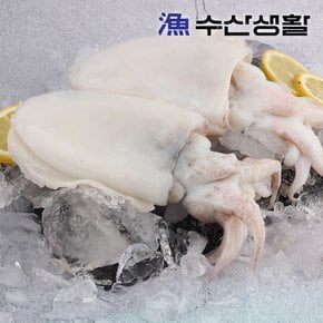 [수산생활] 국내산 활 갑오징어 1kg