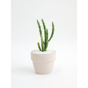 청기린 (Euphorbia tirucalli) 키우기 쉬운 책상위의 미니 반려식물