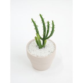 청기린 (Euphorbia tirucalli) 키우기 쉬운 책상위의 미니 반려식물