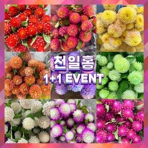 [코코 플라워] 천일홍 시즌꽃 1단+1단 이벤트 생화택배