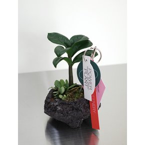 보석 금전수 미니 (Zamioculcas zamiifolia)