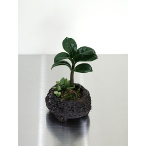 보석 금전수 미니 (Zamioculcas zamiifolia)