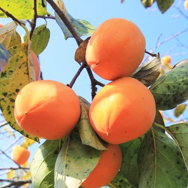 오감프룻 촉촉하고 달콤한 가을제철 대봉감 10kg 대과(39과이내)