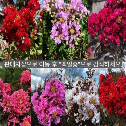 추가이미지6