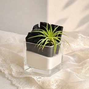 이오난사 화이트샌드 큐브 숯정원 DIY 키트