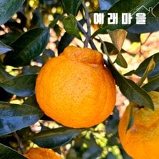 식탐대첩 예래마을 제주 실속형 한라봉 5kg 과수랜덤