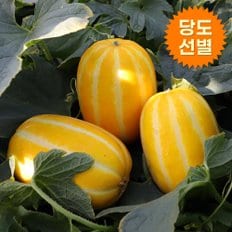 아침의뜰 [김재윤님 생산](당도선별)(가정용) 맛이예쁜 성주꿀참외2.5kg(랜덤과)