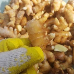 [산지직송] 안동 햇 생강 3kg 실중량