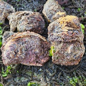 인정식탁 [착한어부] 해녀가 직접 채취한 자연산 바위굴 10kg(23-26미 내외)