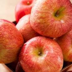  경북 햇사과 가정용 부사사과 4kg 대과 12-15과