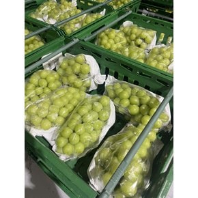 [명절전특가] 고당도 샤인머스켓 2kg 2~4수