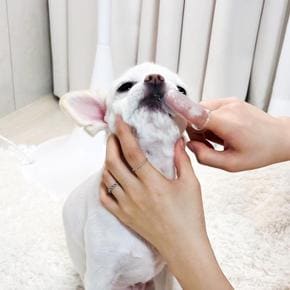 강아지 양치 실리콘 손가락 칫솔 (S14938915)