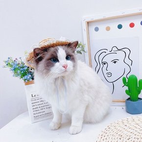 바우독 데이지 레이스 밀짚 모자 강아지 고양이 여름.도그웨그