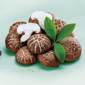 무농약인증 영월 생 표고버섯 1kg(상)[33573620]