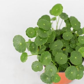 워터코인 소형 키우기 쉬운 식물 공중 덩굴 행잉식물 실내공기정화