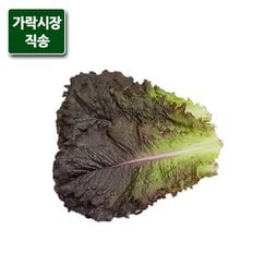 팸쿡 가락시장직송 적로메인 상추 300g