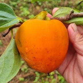 순천 대봉감 10kg 소 (61-70과) 대봉시 홍시 곶감용 제철 과일